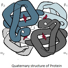 Quaternary sturcuture of protein